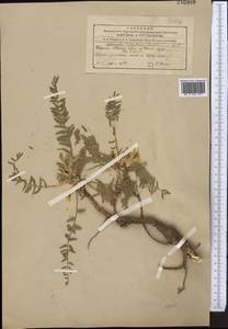 Astragalus taldicensis Franch., Средняя Азия и Казахстан, Северный и Центральный Тянь-Шань (M4) (Киргизия)