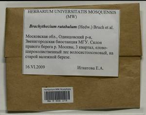 Brachythecium rutabulum (Hedw.) Schimp., Гербарий мохообразных, Мхи - Москва и Московская область (B6a) (Россия)