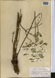 Anthriscus sylvestris subsp. sylvestris, Средняя Азия и Казахстан, Копетдаг, Бадхыз, Малый и Большой Балхан (M1) (Туркмения)