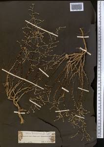 Полынь туранская (Krasch.) Poljak., Средняя Азия и Казахстан, Сырдарьинские пустыни и Кызылкумы (M7) (Казахстан)