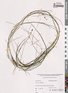 Штукения нитевидная, Рдест нитевидный (Pers.) Börner, Сибирь, Чукотка и Камчатка (S7) (Россия)