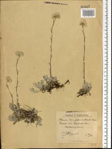 Кошачья лапка двудомная (L.) Gaertn., Восточная Европа, Северный район (E1) (Россия)