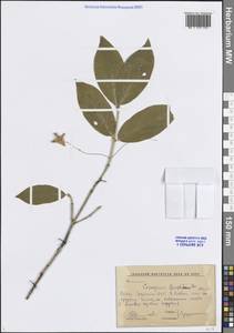 Бересклет гладкокорый Steven, Кавказ, Грузия (K4) (Грузия)