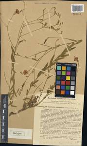 Convolvulus tschimganicus Popov & Vved., Средняя Азия и Казахстан, Западный Тянь-Шань и Каратау (M3) (Узбекистан)