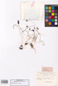 Мышиный гиацинт, Зарубежная Азия (ASIA) (Турция)