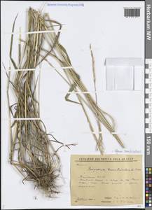 Пырейник изменчивый (Drobow) Tzvelev, Сибирь, Якутия (S5) (Россия)