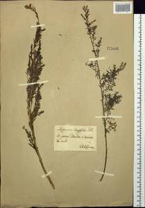 Мирикария длиннолистная (Willd.) Ehrenb., Сибирь, Прибайкалье и Забайкалье (S4) (Россия)