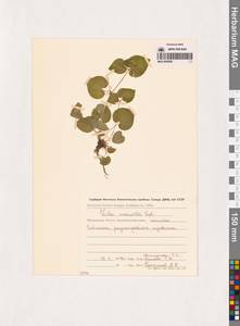 Фиалка Морица Tepl., Сибирь, Чукотка и Камчатка (S7) (Россия)