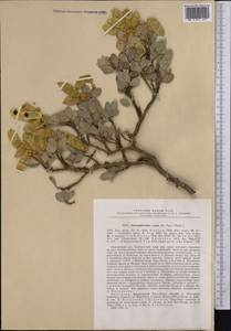 Ammopiptanthus nanus (Popov)S.H.Cheng, Средняя Азия и Казахстан, Северный и Центральный Тянь-Шань (M4) (Киргизия)