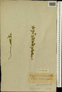 Galenia fruticosa (L. fil.) Sond., Африка (AFR) (ЮАР)