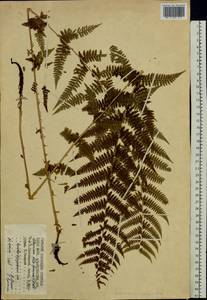 Кочедыжник женский (L.) Roth, Восточная Европа, Северный район (E1) (Россия)