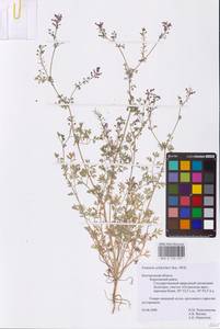 Дымянка Шлейхера Soy.-Will., Восточная Европа, Центральный лесостепной район (E6) (Россия)