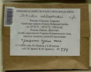 Molendoa schliephackei (Limpr.) R.H. Zander, Гербарий мохообразных, Мхи - Северный Кавказ и Предкавказье (B12) (Россия)