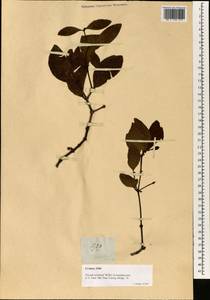 Viscum orientale Willd., Зарубежная Азия (ASIA) (Филиппины)