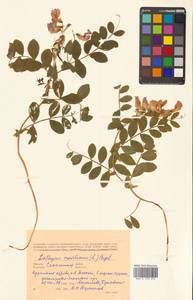 Lathyrus japonicus var. maritimus (L.) J.T.Kartesz & Gandhi, Сибирь, Дальний Восток (S6) (Россия)