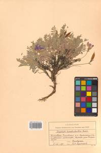 Остролодочник камчатский Hultén, Сибирь, Чукотка и Камчатка (S7) (Россия)