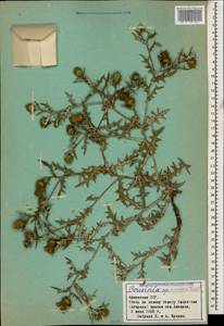 Кузиния армянская Takht., Кавказ, Армения (K5) (Армения)