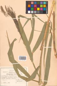 Тростник южный, Тростник обыкновенный (Cav.) Trin. ex Steud., Сибирь, Дальний Восток (S6) (Россия)