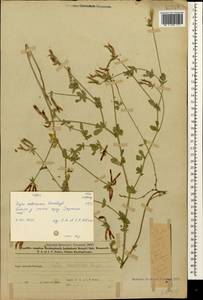 Lotus corniculatus subsp. corniculatus, Кавказ, Азербайджан (K6) (Азербайджан)