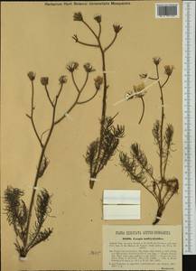 Crepis vesicaria subsp. andryaloides (Lowe) Babc., Западная Европа (EUR) (Италия)