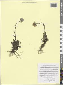 Астра альпийская L., Кавказ, Ставропольский край, Карачаево-Черкесия, Кабардино-Балкария (K1b) (Россия)