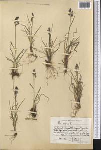 Мятлик альпийский L., Средняя Азия и Казахстан, Памир и Памиро-Алай (M2) (Таджикистан)