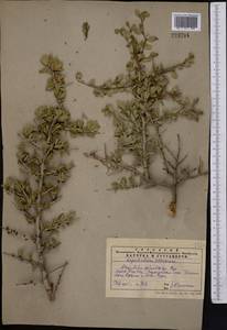 Prunus spinosissima (Bunge) Franch., Средняя Азия и Казахстан, Западный Тянь-Шань и Каратау (M3) (Казахстан)