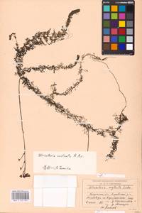 MHA 0 162 624, Utricularia ×neglecta Lehm., Восточная Европа, Центральный район (E4) (Россия)