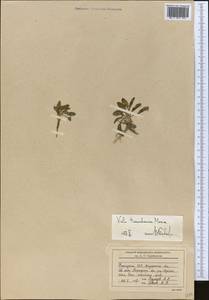Viola kunawurensis Royle, Средняя Азия и Казахстан, Северный и Центральный Тянь-Шань (M4) (Киргизия)
