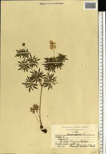 Герань кроваво-красная L., Восточная Европа, Волжско-Камский район (E7) (Россия)