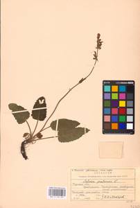 MHA 0 156 287, Шалфей луговой L., Восточная Европа, Центральный лесостепной район (E6) (Россия)