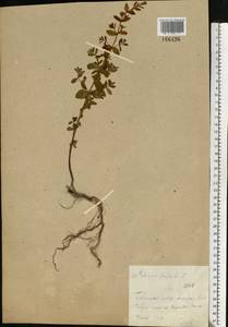 Зверобой продырявленный L., Восточная Европа, Средневолжский район (E8) (Россия)