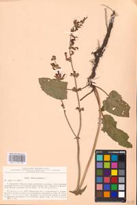 MHA 0 156 283, Шалфей луговой L., Восточная Европа, Южно-Украинский район (E12) (Украина)