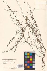 Спорыш отклоненный, Горец отклоненный M.Bieb., Восточная Европа, Московская область и Москва (E4a) (Россия)