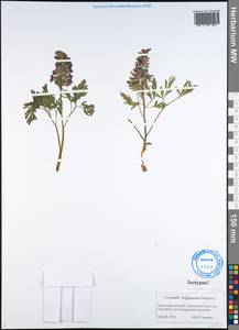 Corydalis begljanovae Stepanov, Сибирь, Алтай и Саяны (S2) (Россия)