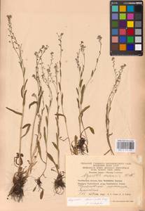 MHA 0 153 457, Myosotis alpestris subsp. suaveolens (Waldst. & Kit. ex Willd.) Strid, Восточная Европа, Восточный район (E10) (Россия)