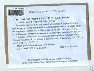 Chiloscyphus pallescens var. fragilis (Roth) Müll. Frib. ex R.M. Schust., Гербарий мохообразных, Мхи - Чукотка и Камчатка (B21) (Россия)