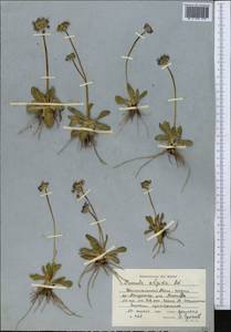 Первоцвет холодный Adams, Средняя Азия и Казахстан, Северный и Центральный Тянь-Шань (M4) (Киргизия)