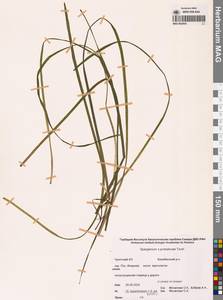 Sparganium × probatovae Tzvelev, Сибирь, Чукотка и Камчатка (S7) (Россия)