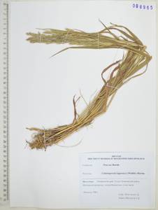 Вейник лапландский (Wahlenb.) Hartm., Сибирь, Дальний Восток (S6) (Россия)