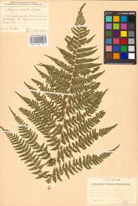 Pseudathyrium alpestre subsp. alpestre, Восточная Европа, Западно-Украинский район (E13) (Украина)