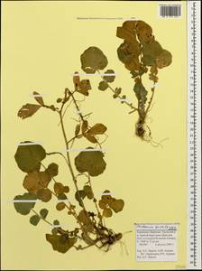 Cardamine raphanifolia subsp. acris (Griseb.) O.E. Schulz, Кавказ, Ставропольский край, Карачаево-Черкесия, Кабардино-Балкария (K1b) (Россия)
