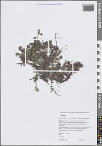 Чабрец, Сибирь, Прибайкалье и Забайкалье (S4) (Россия)