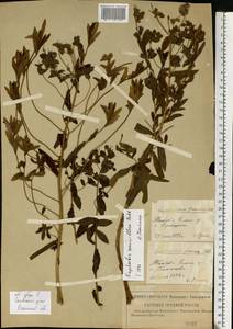 Молочай полумохнатый (Prokh.) Krylov, Восточная Европа, Центральный район (E4) (Россия)