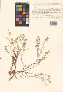 Жерушник короткоплодный (C.A.Mey.) Hayek, Восточная Европа, Нижневолжский район (E9) (Россия)