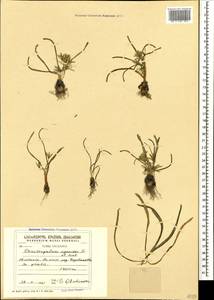 Ornithogalum sigmoideum Freyn & Sint., Кавказ, Грузия (K4) (Грузия)