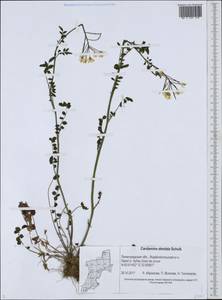Cardamine pratensis subsp. dentata (Schult.) Čelak., Восточная Европа, Северо-Западный район (E2) (Россия)