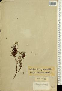 Heliophila brachycarpa Meisn., Африка (AFR) (ЮАР)