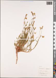 Колокольчик, Зарубежная Азия (ASIA) (Турция)