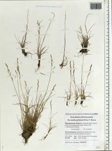 Puccinellia capillaris subsp. pulvinata (Fr.) Tzvelev, Восточная Европа, Северный район (E1) (Россия)
